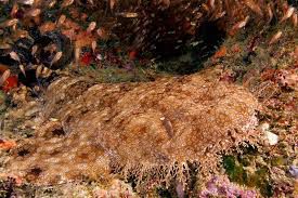 tiburon alfombra