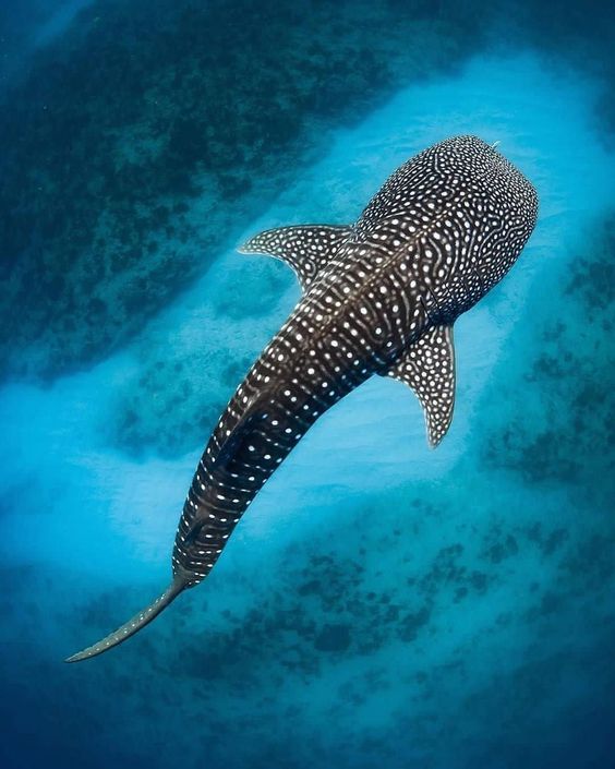 tiburon ballena